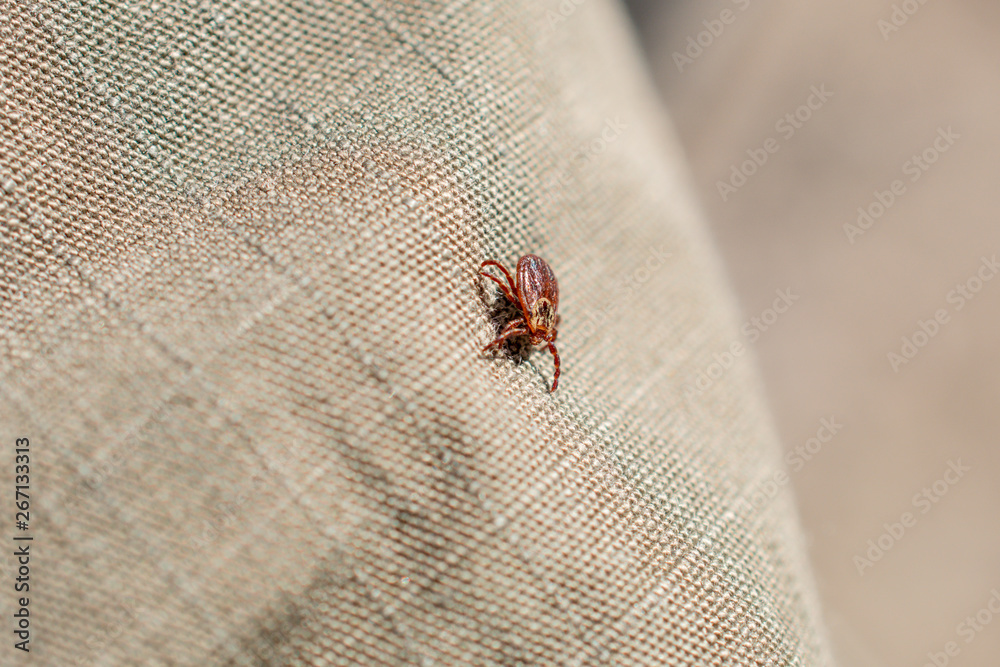 Tick sits on the fabric of trousers. Insect, dangerous parasite and a carrier of infections. Tick sits on the fabric of trousers. Insect, dangerous parasite and a carrier of infections.