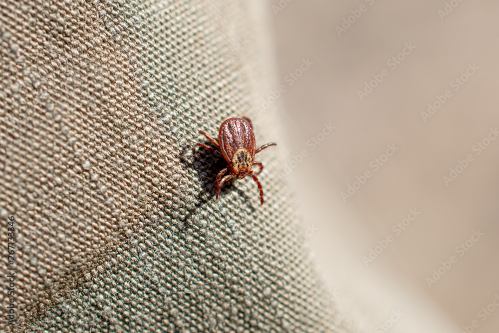 Tick sits on the fabric of trousers. Insect, dangerous parasite and a carrier of infections. Tick sits on the fabric of trousers. Insect, dangerous parasite and a carrier of infections.