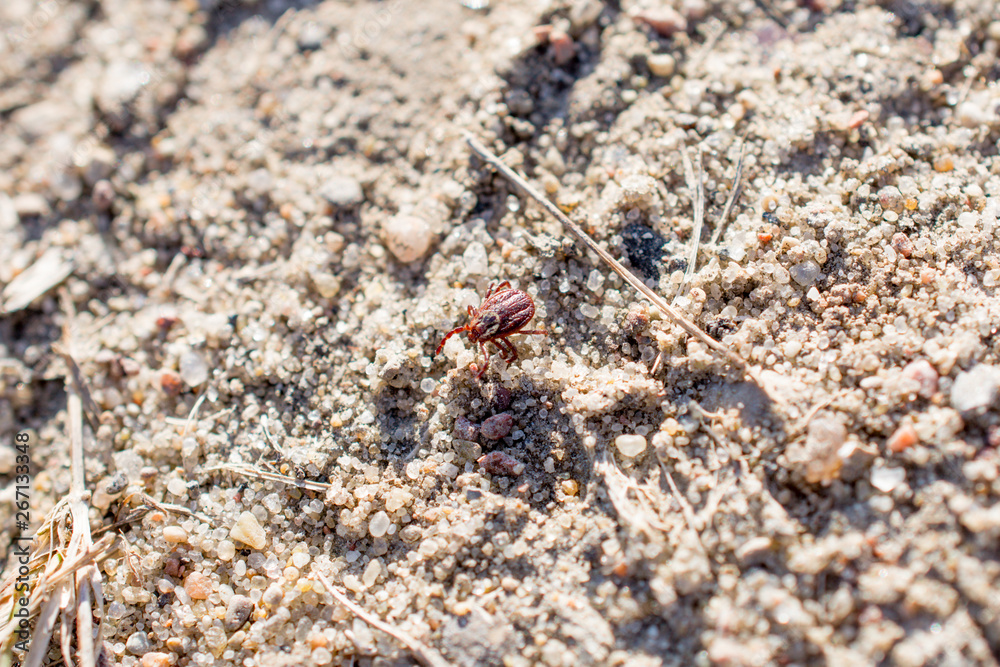 The mite sits on a ground. Insect, dangerous parasite and a carrier of infections.