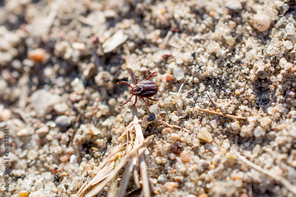 The mite sits on a ground. Insect, dangerous parasite and a carrier of infections.