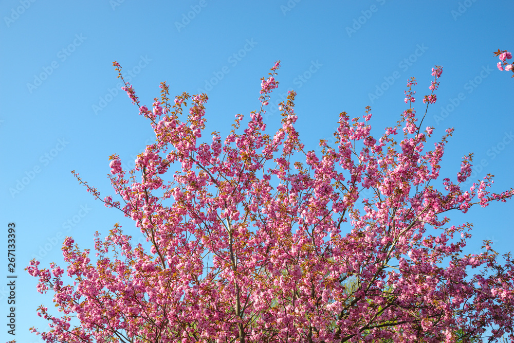 Japanese cherry blossom trees in full bloom