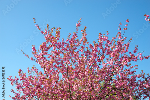 Japanese cherry blossom trees in full bloom
