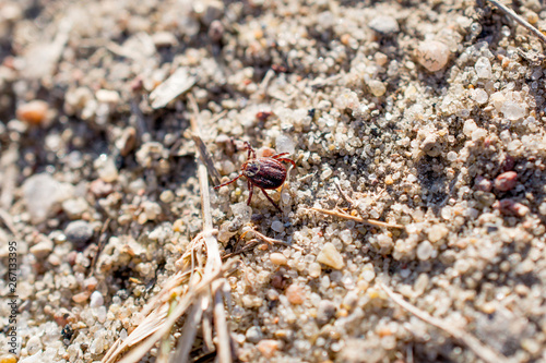 The mite sits on a ground. Insect  dangerous parasite and a carrier of infections.