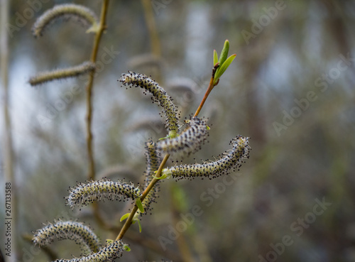 catkins and young leaves on a branch