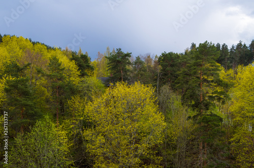 Fototapeta Naklejka Na Ścianę i Meble -  forest in early spring