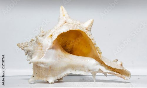 seashell