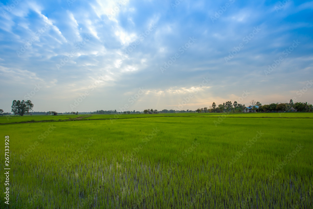 Fototapeta premium Thailand, Nan Province, Agricultural Field, Asia, Farm