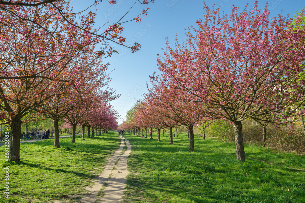 Naklejka premium Japanese cherry blossom trees in full bloom