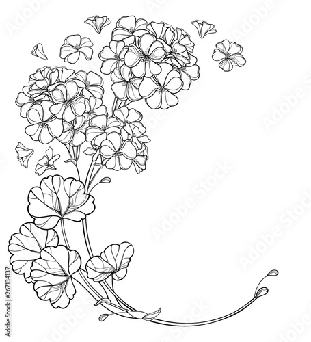 Round bouquet with outline Geranium or Cranesbills flower bunch and ornate leaf in black isolated on white background. 