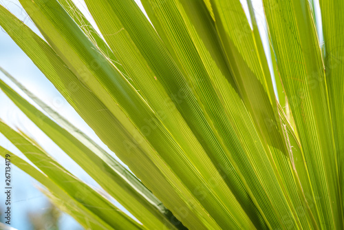 Palm leaf close up