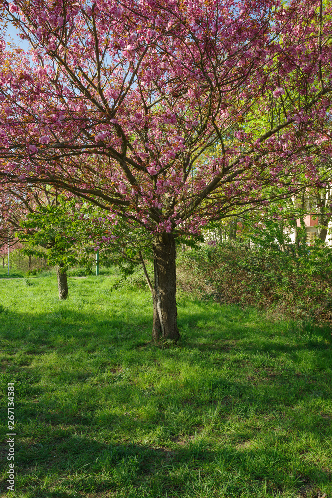 Japanese cherry blossom trees in full bloom