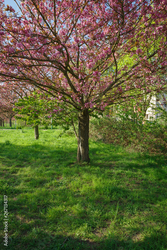 Japanese cherry blossom trees in full bloom