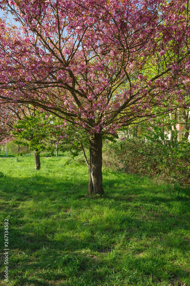 Japanese cherry blossom trees in full bloom Japanese cherry blossom trees in full bloom
