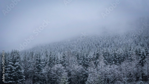 Hillside of Evergreen Trees on a Cold, Snowy Day in the Pacific Northwest