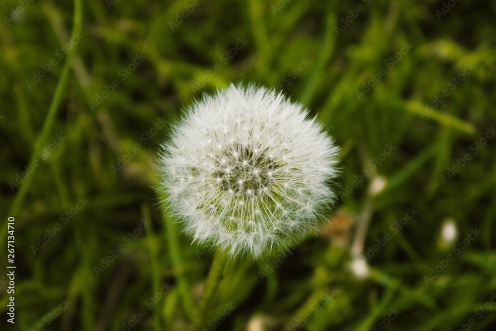 One faded dandelion isolated in green grass.One faded dandelion on a meadow in summer.A dandelion flower head composed of numerous small florets One faded dandelion isolated in green grass.One faded dandelion on a meadow in summer.A dandelion flower head composed of numerous small florets