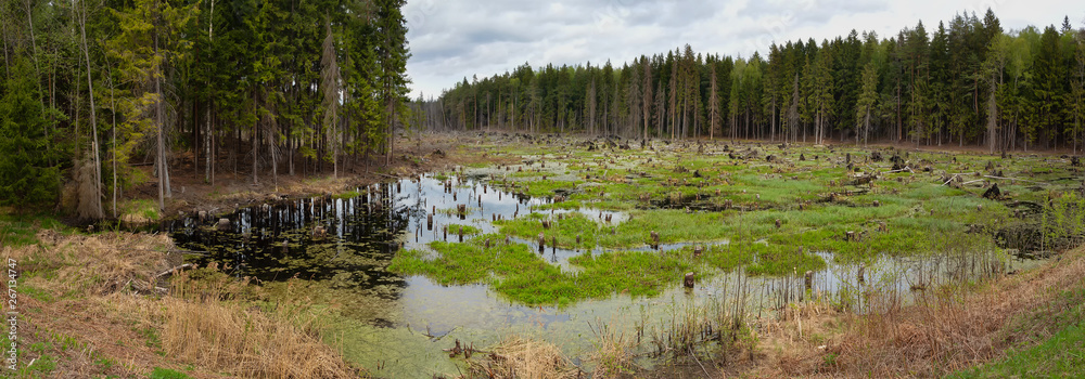 Panorama. The state of the swampy forest after cutting down trees and clearing it of debris. It's deforestation. Landscape Of Belarus. Harvesting wood in a mixed forest. Swamp.