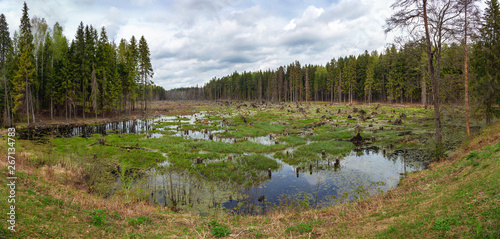 Panorama. The state of the swampy forest after cutting down trees and clearing it of debris. It's deforestation. Landscape Of Belarus. Harvesting wood in a mixed forest. Swamp.
