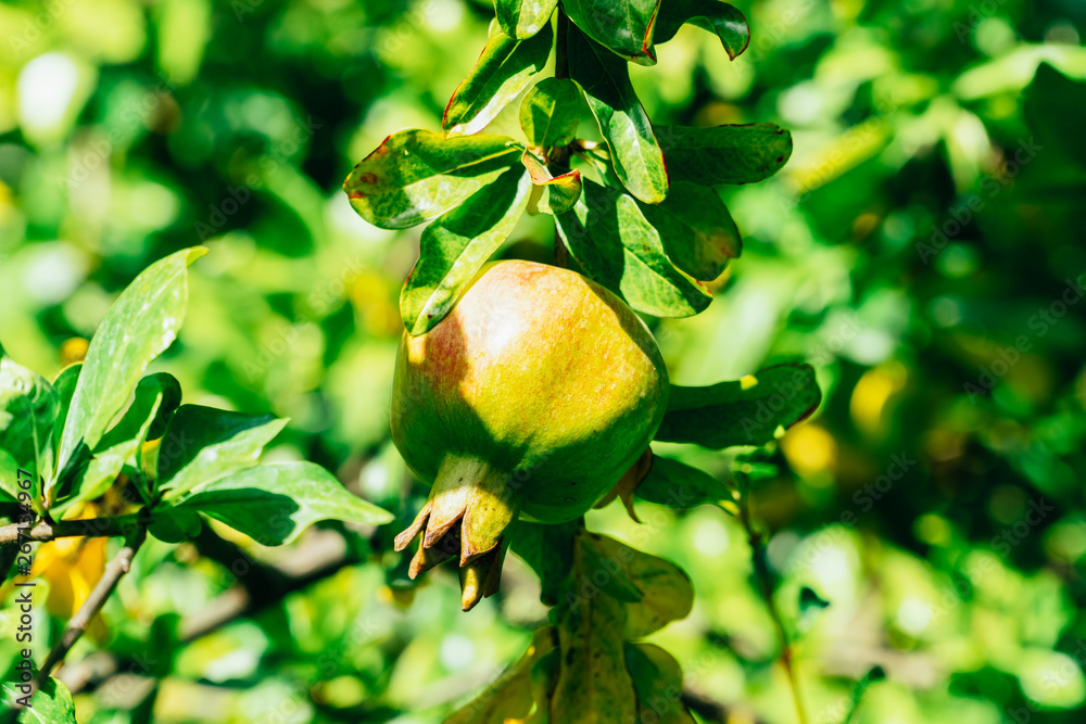 Green Pomegranate Fruits In Tree