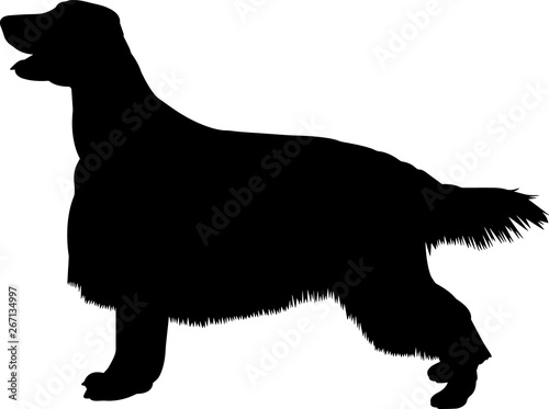 Irish Setter 8 isolated vector silhouette