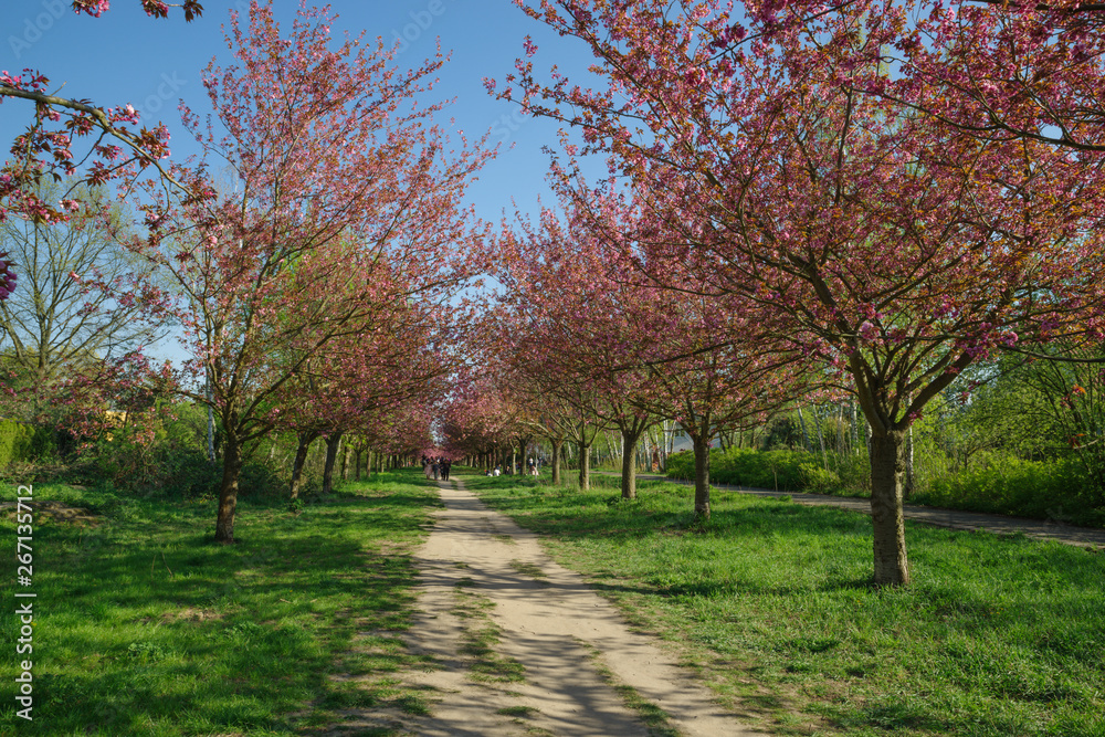 Naklejka premium japanese cherry blossom trees in full bloom
