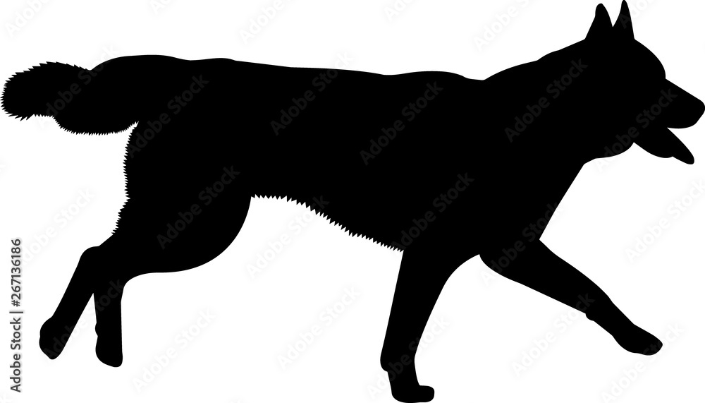 Siberian Husky 4 isolated vector silhouette Stock Vector | Adobe Stock