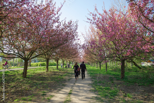japanese cherry blossom trees in full bloom © Berlin85