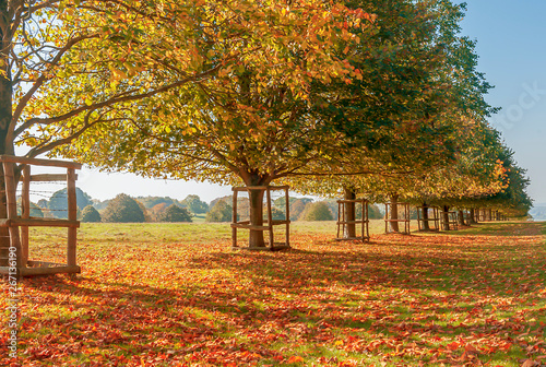 Autumn in the park - natural scenery
