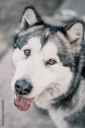 Alaskan Malamute dog face muzzle close-up - breed standard - portrait