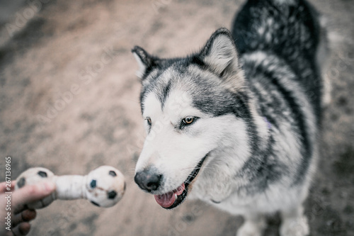 Close-up of an Alaskan Malamute dog face muzzle - the dog performs an aport command and carries a toy to the owner - cynology and training