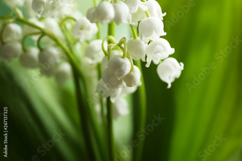 Beautiful fragrant lily of the valley, closeup