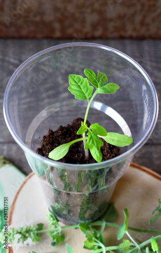 spring seedlings of tomatoes