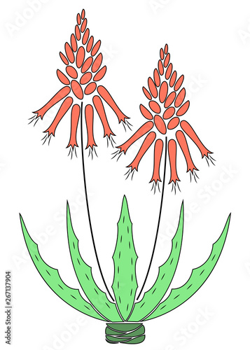 Aloe vera flower pot. Flowerpot blooms, red flower. Beautiful medicinal plant. Vector illustration