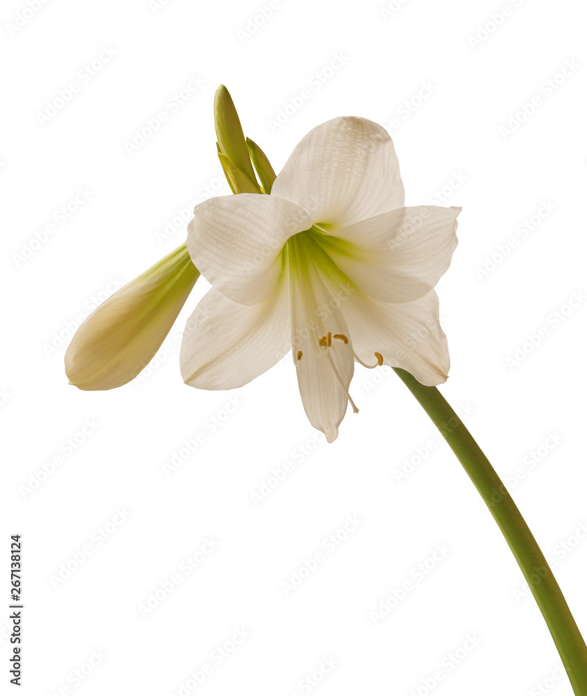 White hippeastrum flower   isolated