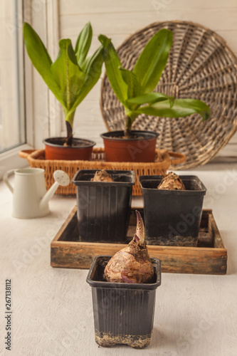 Bulbs Eucomis bicolor  in  a pot. selective focus