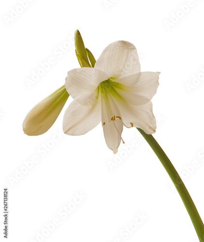 White hippeastrum flower   isolated