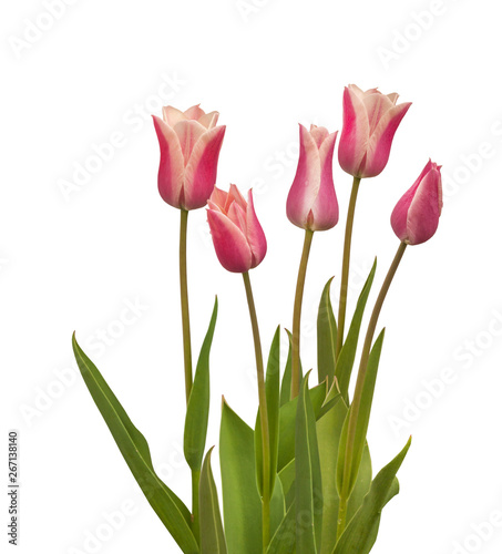 Fototapeta Naklejka Na Ścianę i Meble -  Pink tulips Triumph Group 