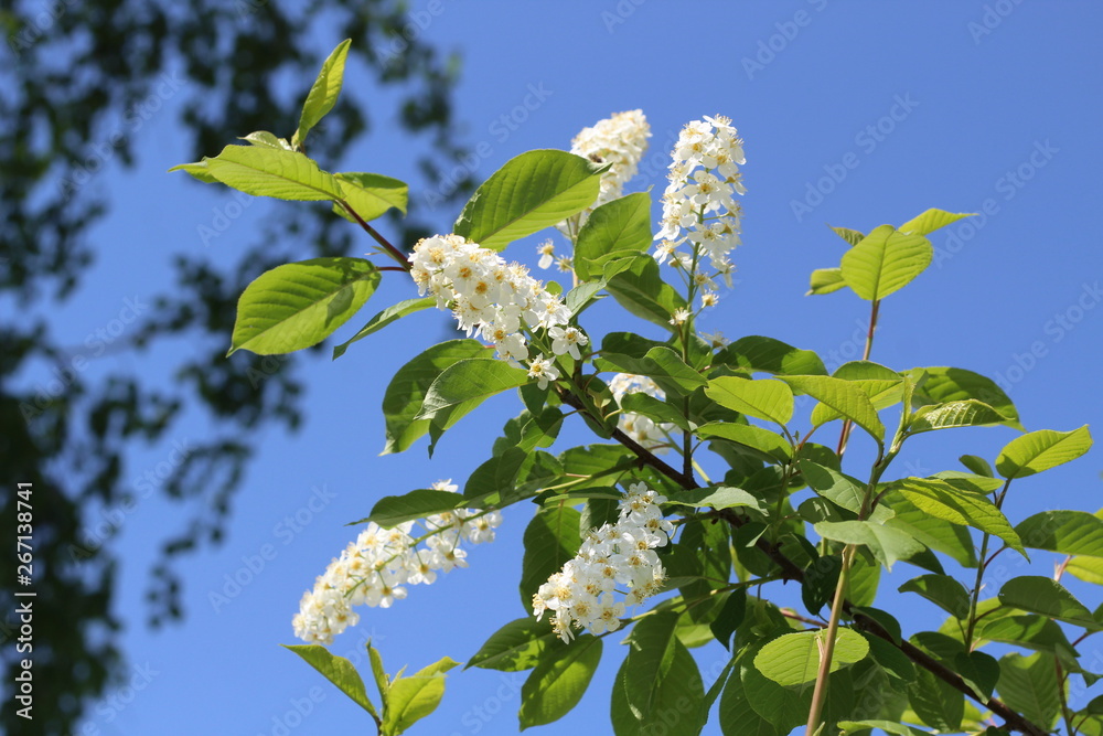 Fototapeta premium Beautiful blooming white large flowers tree branch
