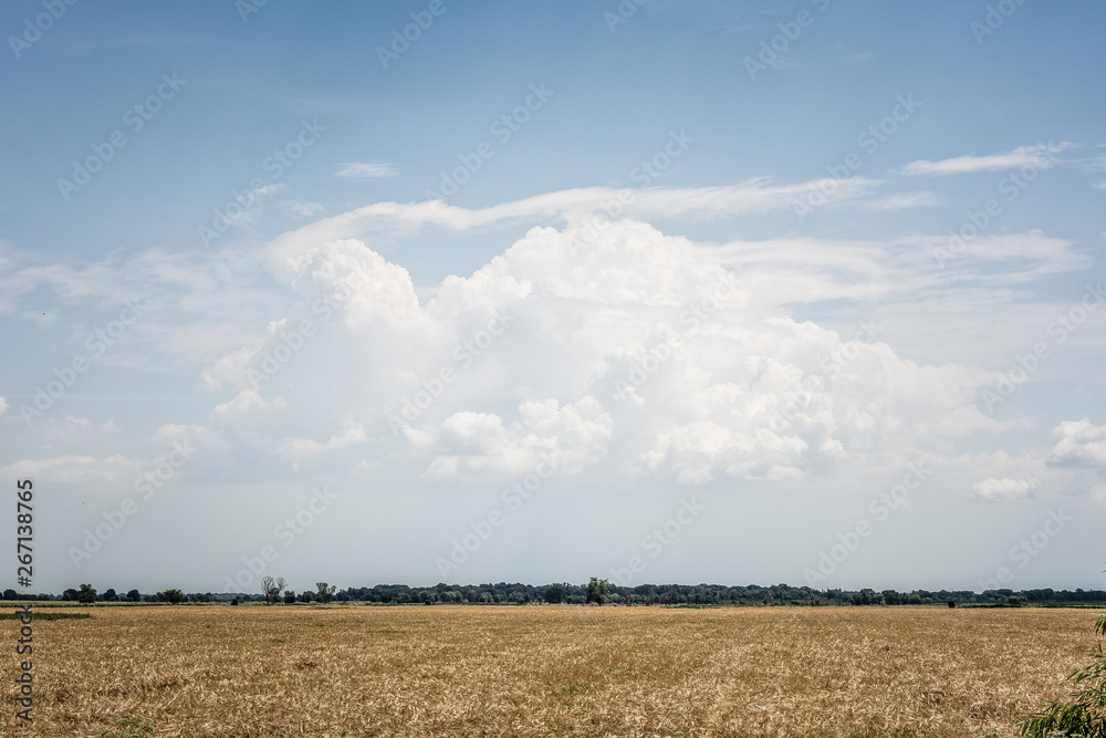 Wheat field and big clouds against blue sky. Rural landscape.
