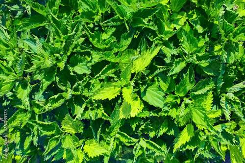 clumps of young nettle closeup. background with growing up in the streets with nettles. nettles the view from the top.