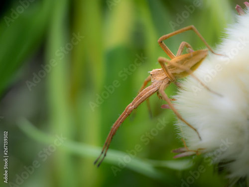 Spinne in Lauerstellung photo