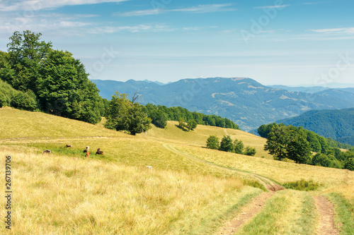 country road through grassy meadow in mountains. nature scenery with beech trees in the distance. sunny late summer landscape with clouds on a blue sky. beautiful carpathian countryside 