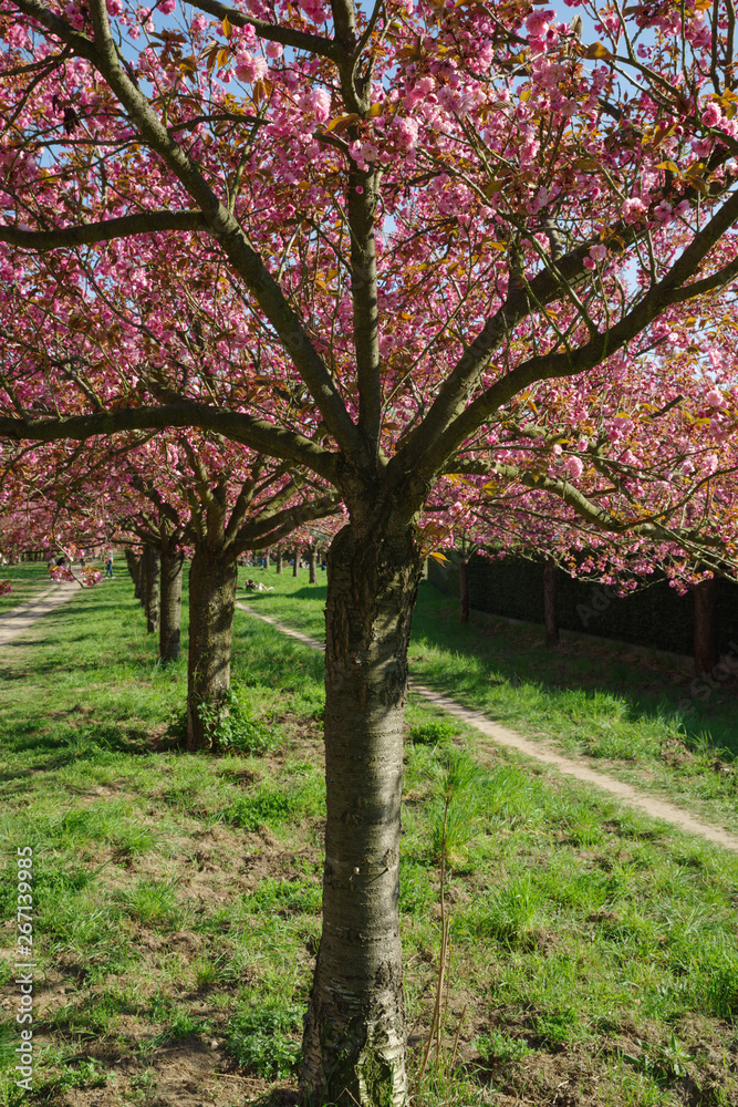 japanese cherry blossom trees in full bloom japanese cherry blossom trees in full bloom