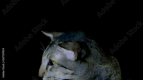 Stripes siamese Cats face on black photo