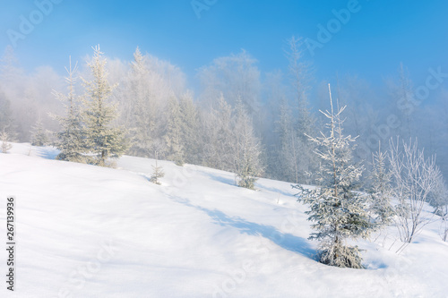 winter scenery with trees in hoarfrost on hillside. hazy weather on a bright sunny morning with clear blue sky © Pellinni