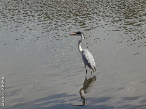 Grey Heron