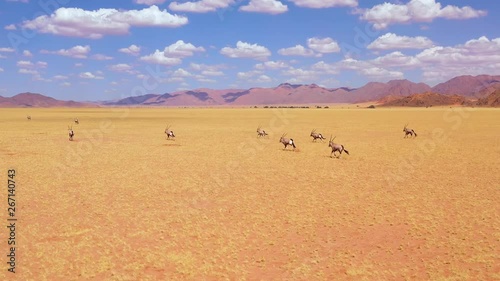 Astonishing aerial over herd of oryx antelope wildlife running fast across empty savannah and plains of Africa, near the Namib Desert, Namibia.