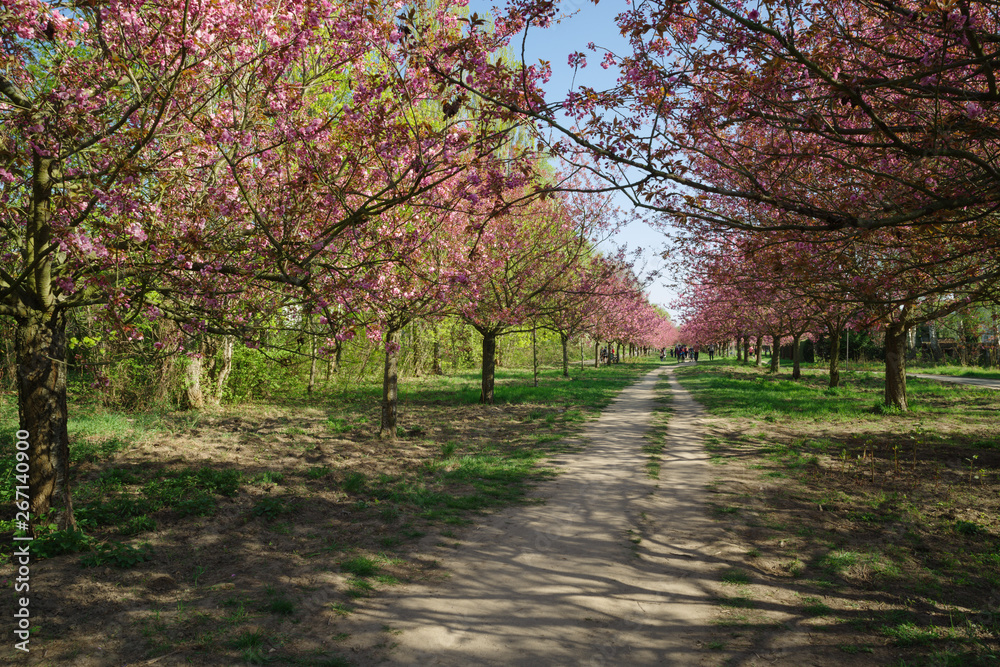 japanese cherry blossom trees in full bloom