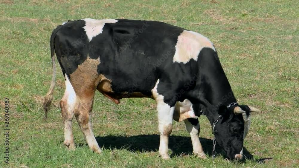 Young active bull on the field. Green meadow with grazing cows. Young active bull on the field. Green meadow with grazing cows.