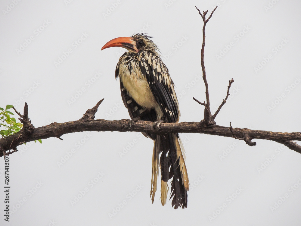 Obraz premium red-billed bird resting on a branch of a tree