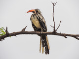 red-billed bird resting on a branch of a tree